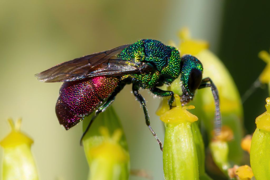 Chrysididae sp.